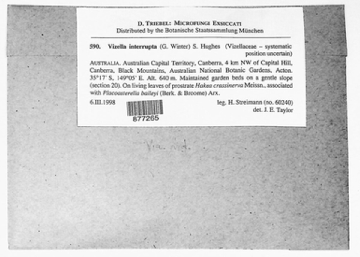 Vizellaceae image